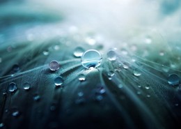叶子上的小水珠图片大全