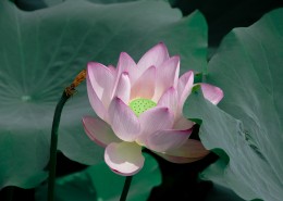 亭亭玉立的荷花图片