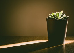 室内绿植盆栽图片