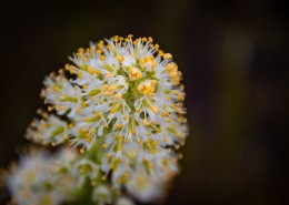 野外的花朵图片