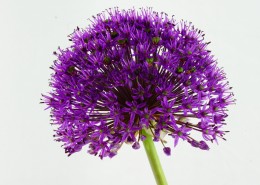 紫色的观赏葱图片