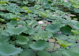 绿色清新的荷叶图片