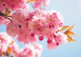 粉红的樱花图片