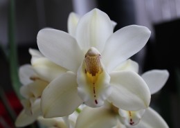 白色的蝴蝶兰图片