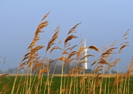 漂亮柔韧的芦苇图片