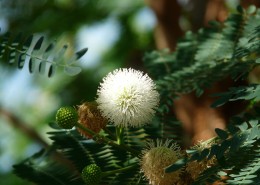 含羞草的花图片