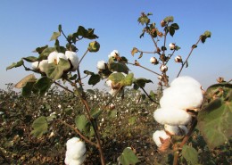 白白的棉花图片