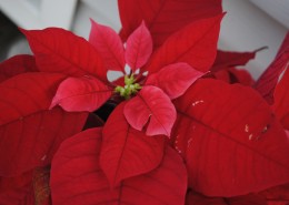 鲜艳的一品红图片