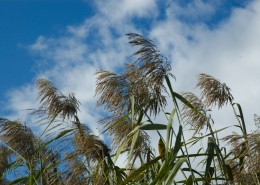 漂亮的芦苇丛图片大全