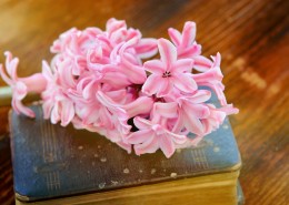 书本上的唯美粉色风信子摄影图片