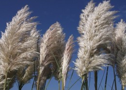 秋日萧瑟的芦苇丛图片