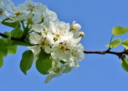 盛开的苹果花图片大全