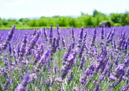 紫色的薰衣草花田图片