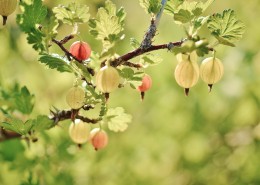 外形可爱的角醋栗图片