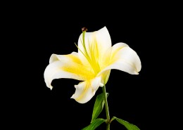 黑色背景的百合花图片大全