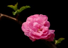 榆叶梅图片大全