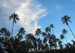 一小片椰树林图片