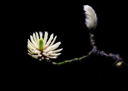 玉兰花花蕊图片