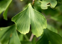 绿色的银杏树叶图片大全