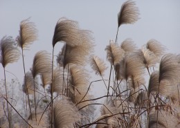 漂亮的芦苇丛图片