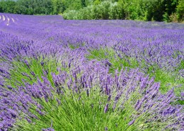 紫色的薰衣草花田图片大全