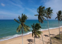 常绿乔木椰子树图片大全