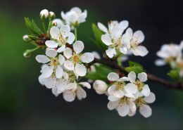 香气扑鼻的白梅花图片
