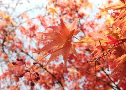 红色的树叶图片