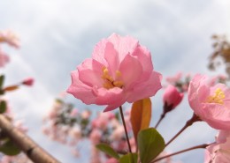 粉色的桃花图片