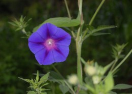 美丽的牵牛花图片