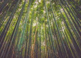 挺拔的竹子图片大全