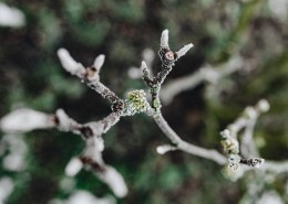 冰冻的树叶和树枝图片