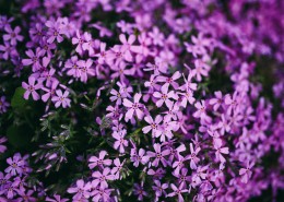 大自然中花草树木的特写图片