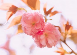 春天粉色的樱花图片大全