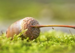 成熟的橡果图片