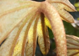 野外的植物图片大全