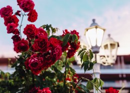 漂亮的玫瑰图片