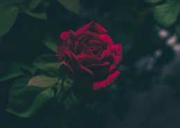 好看的红玫瑰花图片大全
