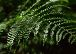 蕨类植物图片大全
