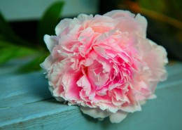 美丽的牡丹花图片