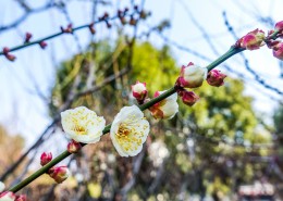 白色和粉色的梅花图片大全