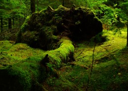 湿漉漉的苔藓图片