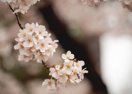美丽的樱花图片大全