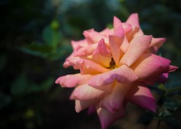 各种颜色的月季花图片大全