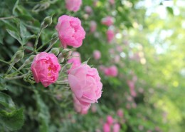 盛开的粉色蔷薇图片