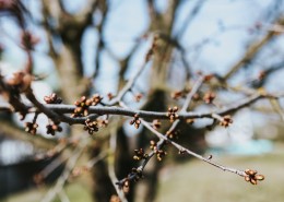 森林里植物的特写图片大全