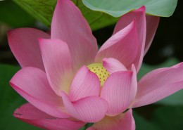 美艳不可亵玩的荷花图片