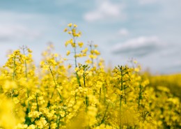 阳光照耀下的油菜花图片大全