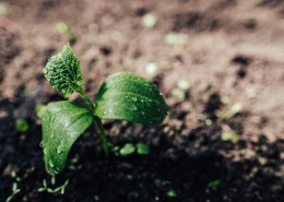 刚发芽的植物图片