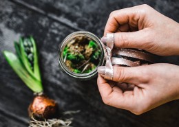 可爱的装饰幼苗图片